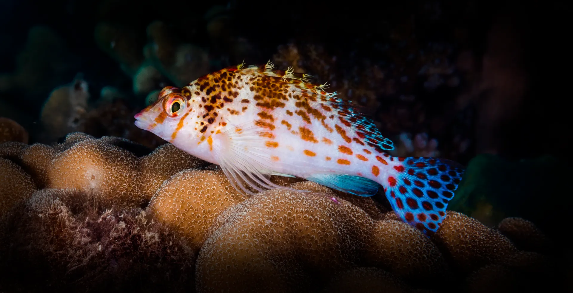 Imagem de fundo de Peixe Falcão - Poytara